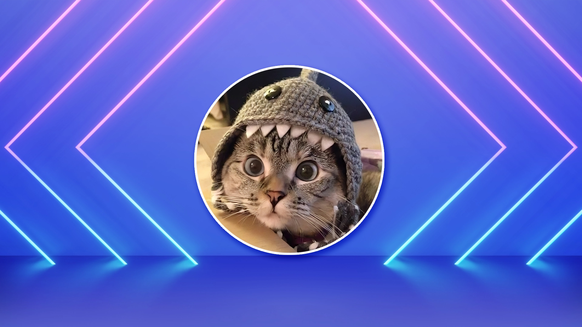 Everything To Know About The Shark Cat Memecoin