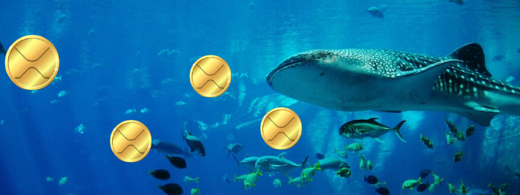 Whales Still Racking Up XRP Coin; Good Time To Step Into Market?
