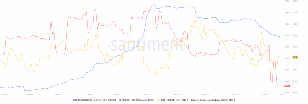 BCH whale transactions and MDIA