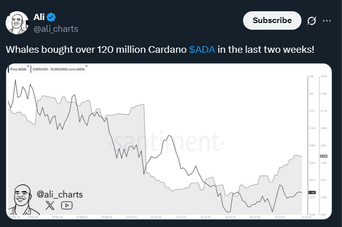 Whales Buy 120M Cardano