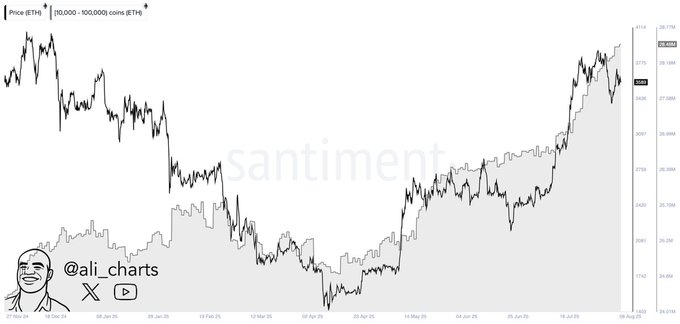 Ethereum Whales Activity