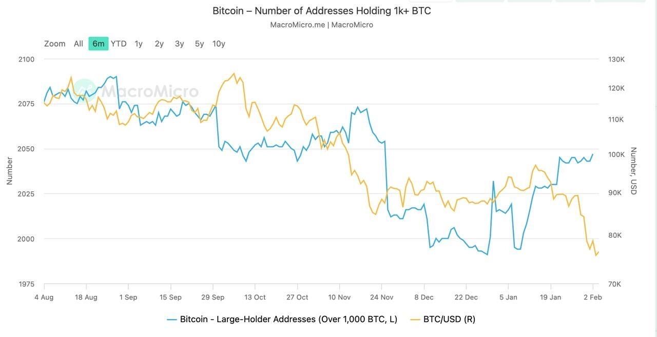 Number of addresses holding 1k+ BTC | Source: Bitfinex