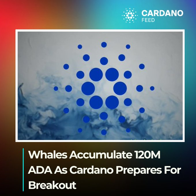 cardano feed